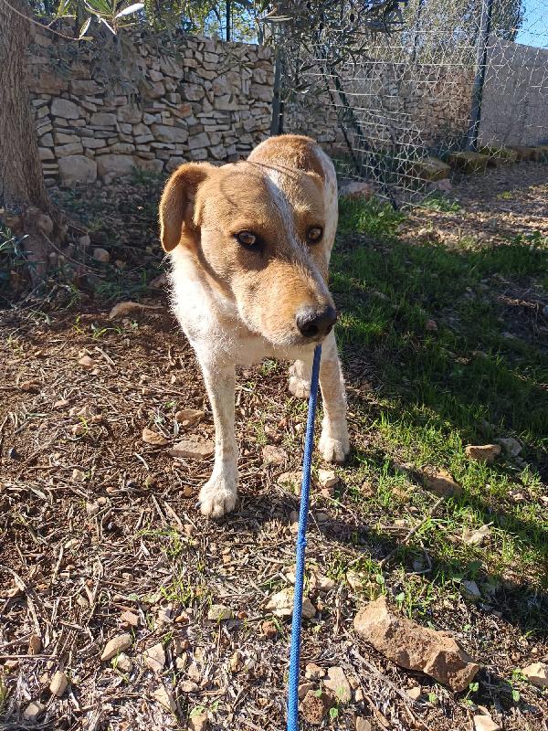 Kiss, giovane meticcio 3 anni e mezzo Foto 4